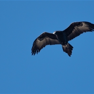 Aquila audax at Strathnairn, ACT - 15 Jul 2022