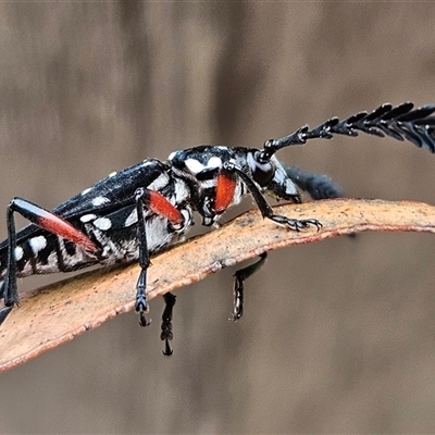 Distichocera thomsonella at Wamboin, NSW - 7 Dec 2024 by Wolfdogg