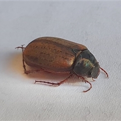 Sericesthis geminata (Pruinose scarab) at Yass River, NSW - 7 Dec 2024 by SenexRugosus