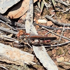 Austroicetes pusilla at Bungendore, NSW - 7 Dec 2024 by clarehoneydove