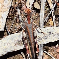 Austroicetes pusilla at Bungendore, NSW - suppressed