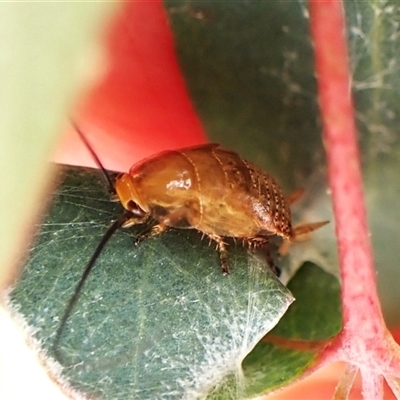 Ellipsidion australe at Cook, ACT - 23 Oct 2024 by CathB