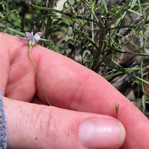 Wahlenbergia capillaris at Bungendore, NSW - suppressed