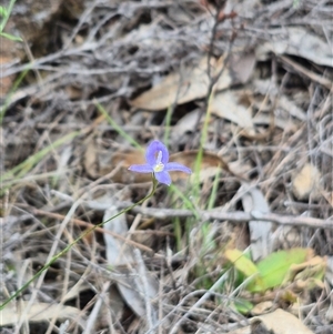 Wahlenbergia capillaris at Bungendore, NSW - suppressed