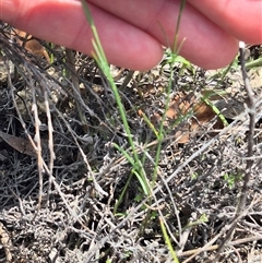 Wahlenbergia capillaris at Bungendore, NSW - suppressed