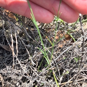 Wahlenbergia capillaris at Bungendore, NSW - suppressed