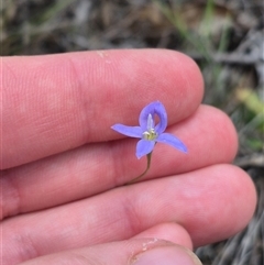 Wahlenbergia capillaris at Bungendore, NSW - suppressed