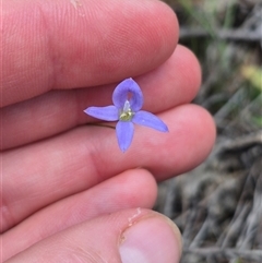 Wahlenbergia capillaris at Bungendore, NSW - suppressed