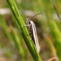 Palimmeces pseudomorpha at Cook, ACT - 24 Oct 2024 by CathB