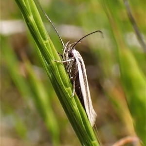 Palimmeces pseudomorpha at Cook, ACT by CathB