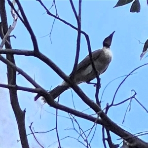 Philemon corniculatus at Bungendore, NSW - suppressed