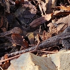 Amphibolurus muricatus at Gundaroo, NSW - 6 Apr 2024 by Gunyijan