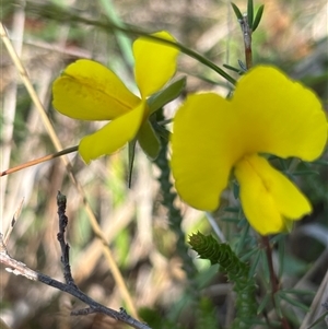 Gompholobium huegelii at Paddys Flat, NSW - 4 Dec 2024 03:00 PM