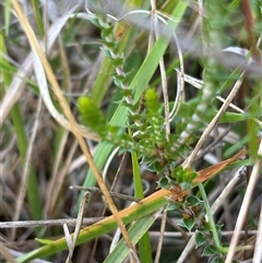 Gompholobium huegelii at Paddys Flat, NSW - 4 Dec 2024 03:00 PM