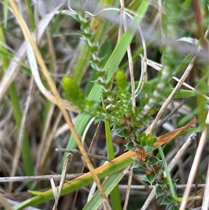 Gompholobium huegelii at Paddys Flat, NSW - 4 Dec 2024 03:00 PM