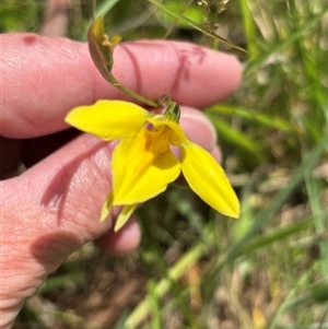 Diuris monticola (Highland Golden Moths) at Paddys Flat, NSW by JVR