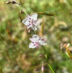 Arthropodium milleflorum (Vanilla Lily) at Paddys Flat, NSW - 4 Dec 2024 by JVR