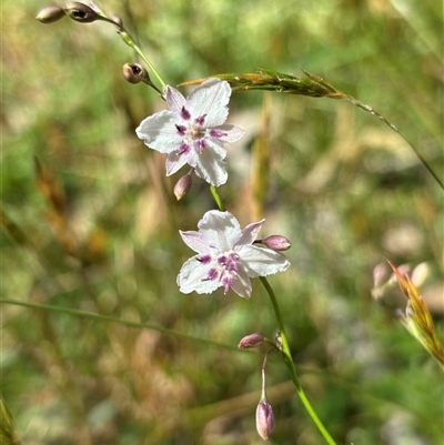 Arthropodium milleflorum (Vanilla Lily) at Paddys Flat, NSW - 4 Dec 2024 by JVR