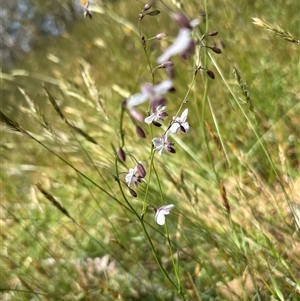 Arthropodium milleflorum at Paddys Flat, NSW - 4 Dec 2024 02:33 PM