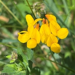 Lotus corniculatus (Birds-Foot Trefoil) at Paddys Flat, NSW - 4 Dec 2024 by JVR