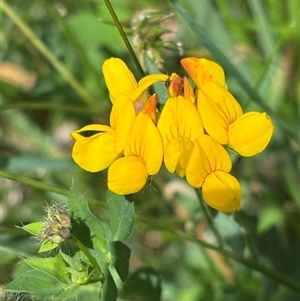 Lotus corniculatus (Birds-Foot Trefoil) at Paddys Flat, NSW by JVR