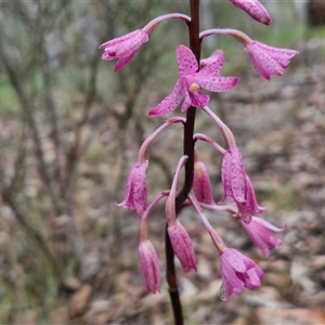 Dipodium roseum at Kingsdale, NSW - 7 Dec 2024