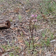 Dipodium roseum at Kingsdale, NSW - 7 Dec 2024