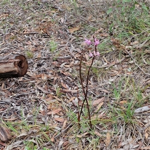 Dipodium roseum at Kingsdale, NSW - 7 Dec 2024