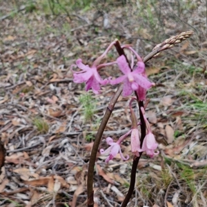 Dipodium roseum at Kingsdale, NSW - 7 Dec 2024