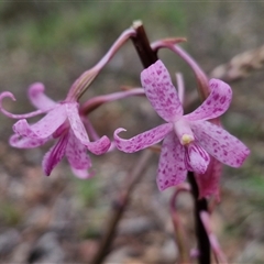 Dipodium roseum at Kingsdale, NSW - suppressed