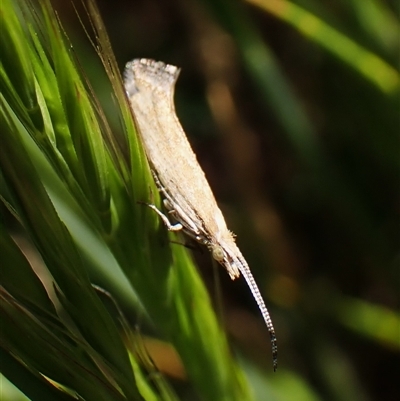 Plutella (genus) (Plutella Moths) at Cook, ACT - 24 Oct 2024 by CathB