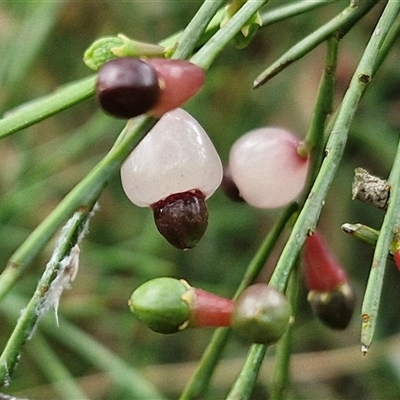 Exocarpos strictus (Dwarf Cherry) at Kingsdale, NSW - 7 Dec 2024 by trevorpreston