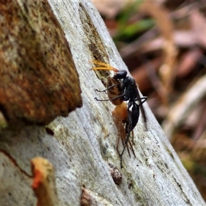 Fabriogenia sp. (genus) (Spider wasp) at Kingsdale, NSW by trevorpreston