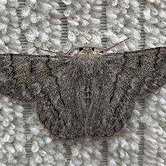 Crypsiphona ocultaria (Red-lined Looper Moth) at Higgins, ACT - 7 Dec 2024 by Jennybach