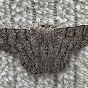 Crypsiphona ocultaria (Red-lined Looper Moth) at Higgins, ACT by Jennybach