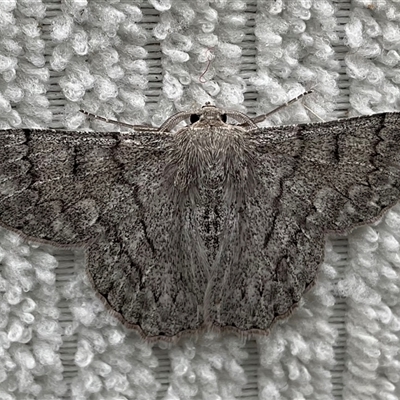 Crypsiphona ocultaria (Red-lined Looper Moth) at Higgins, ACT - 7 Dec 2024 by Jennybach