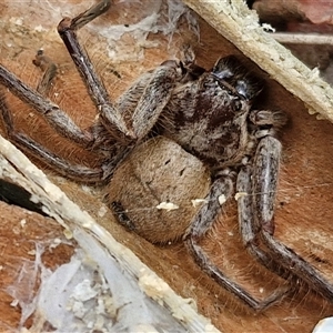 Isopeda canberrana (Canberra Huntsman Spider) at Kingsdale, NSW by trevorpreston