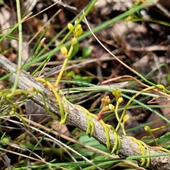 Cassytha pubescens (Devil's Twine) at Kingsdale, NSW - 7 Dec 2024 by trevorpreston