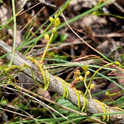 Cassytha pubescens (Devil's Twine) at Kingsdale, NSW - 7 Dec 2024 by trevorpreston