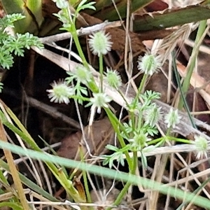 Daucus glochidiatus at Kingsdale, NSW - 7 Dec 2024 01:29 PM