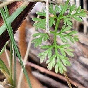 Daucus glochidiatus at Kingsdale, NSW - 7 Dec 2024 01:29 PM