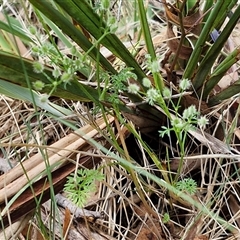 Daucus glochidiatus at Kingsdale, NSW - 7 Dec 2024 01:29 PM