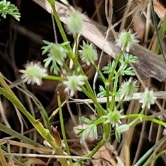 Daucus glochidiatus at Kingsdale, NSW - 7 Dec 2024 01:29 PM