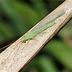 Unidentified Lacewing (Neuroptera) at Kingsdale, NSW - 7 Dec 2024 by trevorpreston