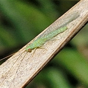 Unidentified Lacewing (Neuroptera) at Kingsdale, NSW by trevorpreston