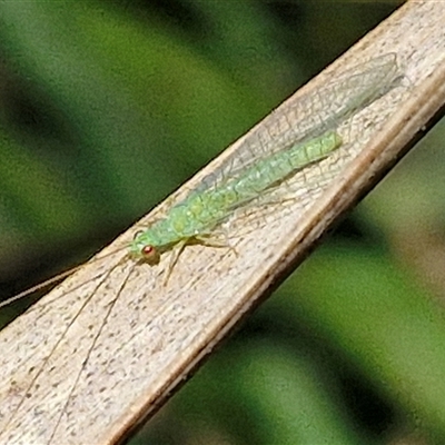 Mallada traviatus (Goldeneye Lacewing) at Kingsdale, NSW - 7 Dec 2024 by trevorpreston