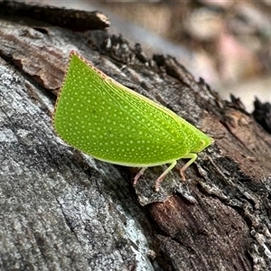 Siphanta acuta (Green planthopper, Torpedo bug) at Aranda, ACT by KMcCue