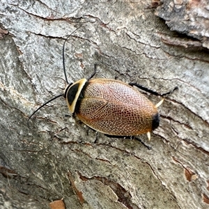 Ellipsidion australe at Aranda, ACT - 7 Dec 2024