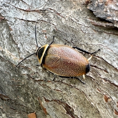 Ellipsidion australe (Austral Ellipsidion cockroach) at Aranda, ACT - 7 Dec 2024 by KMcCue