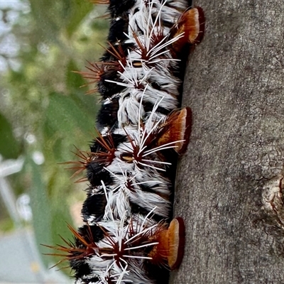 Chelepteryx collesi (White-stemmed Gum Moth) at Aranda, ACT - 7 Dec 2024 by KMcCue